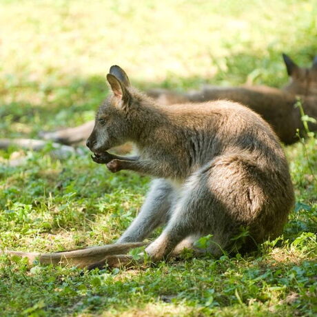 Känguru auf einer Wiese im Tierpark Bad Liebenstein